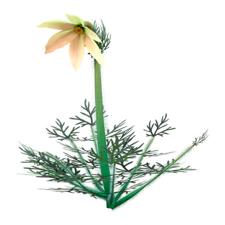 3D rendering of a Pulsatilla or pasque flower or wind flower or prairie crocus or Easter flower or...