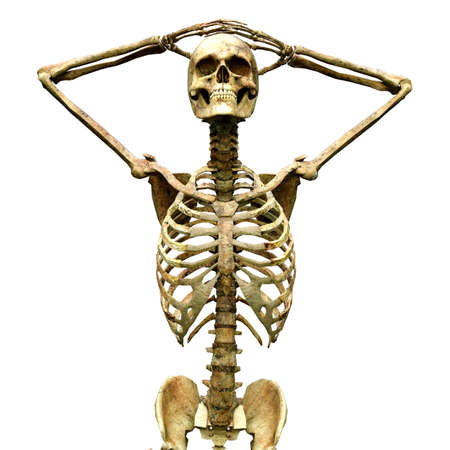 3D rendering of a human skeleton isolated on white background