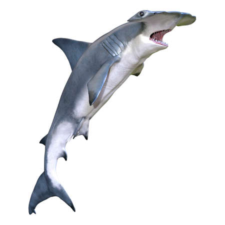 3D rendering of a hammerhead shark isolated on white backgroundの写真素材