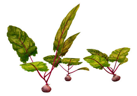 3D rendering of beet plants isolated on white background