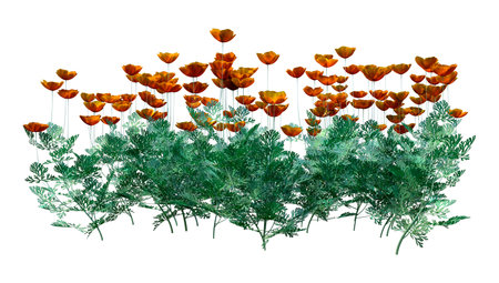 3D rendering of Eschscholzia californica or California poppy or golden poppy or California sunlight or cup of gold flowers isolated on white backgroundの写真素材