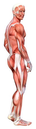 3D rendering of a male figure with muscle maps isolated on white background