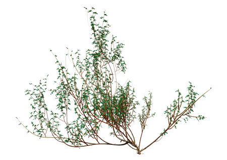 3D rendering of a wild dog rose plant isolated on white backgroundの写真素材