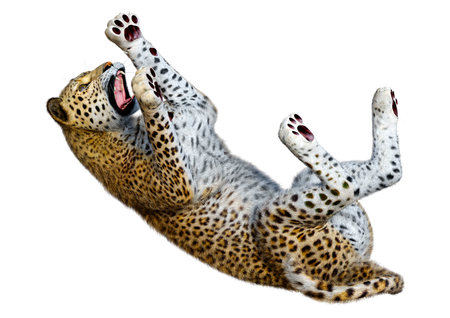 3D rendering of a big cat leopard isolated on white backgroundの写真素材