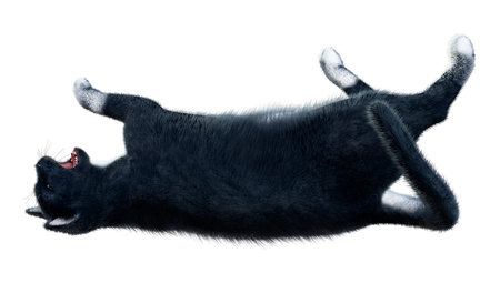 3D rendering of a black domestic cat isolated on white backgroundの写真素材