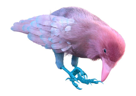 3D rendering of a pink crow isolated on white backgroundの写真素材