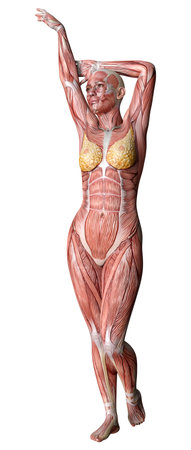 3D rendering of a female figure with muscle maps isolated on white backgroundの写真素材