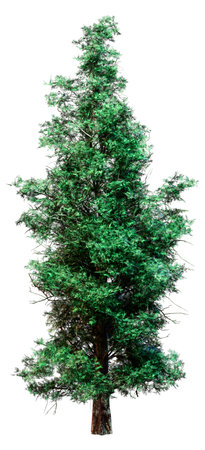 3D rendering of a green Eastern Red Cedar tree or Juniperus virginiana isolated on white backgroundの写真素材