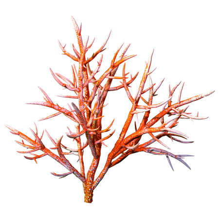 3D rendering of a coral, a  marine invertebrate isolated on white backgroundの写真素材