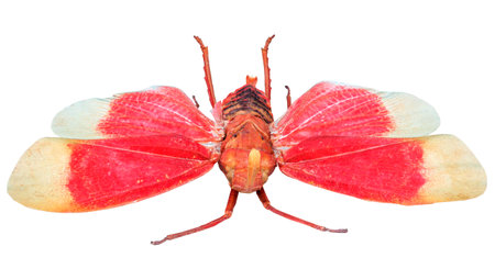 3D rendering of a cicada insect isolated on white backgroundの写真素材