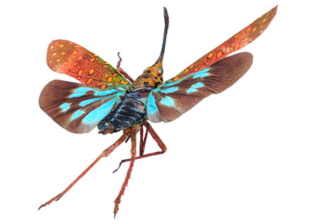 3D rendering of a cicada insect isolated on white backgroundの写真素材