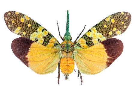 3D rendering of a cicada insect isolated on white backgroundの写真素材