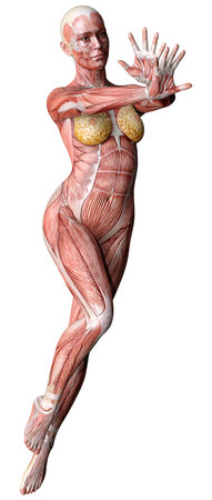 3D rendering of a female figure with muscle maps isolated on white backgroundの写真素材