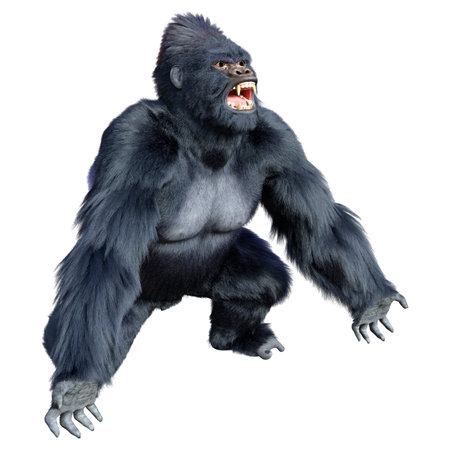 3D rendering of a black gorilla ape isolated on white backgroundの写真素材