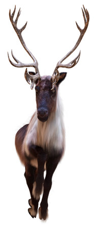 3D rendering of a male reindeer isolated on white backgroundの写真素材