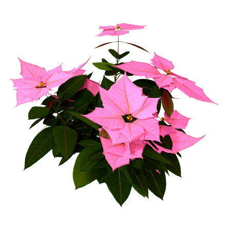 3D rendering of a poinsettia or Euphorbia pulcherrima or Christmas Star plant isolated on white backgroundの写真素材