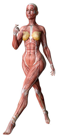 3D rendering of a female figure with muscle maps isolated on white backgroundの写真素材
