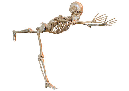 3D rendering of a human skeleton isolated on white backgroundの写真素材