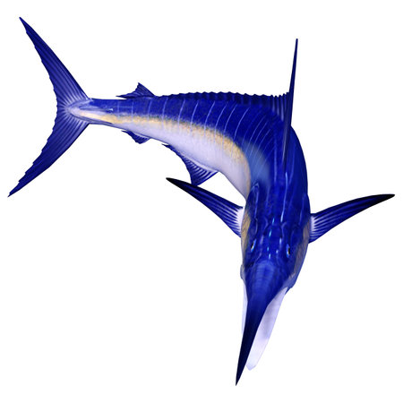 3D rendering of a marlin fish isolated on white backgroundの写真素材
