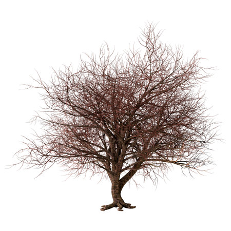 3D rendering of a leafless sakura tree isolated on white backgroundの写真素材