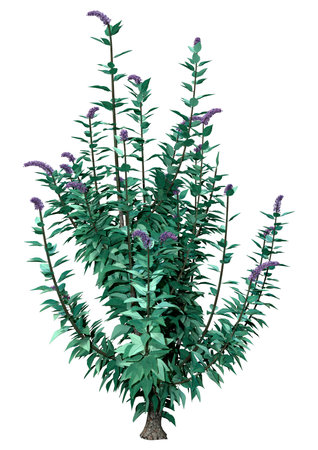 3D rendering of a blooming buddleja plant or butterfly bush isolated on white backgroundの写真素材