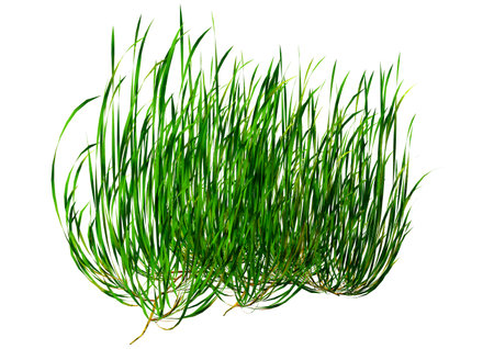 3D rendering of green seagrass isolated on white backgroundの写真素材