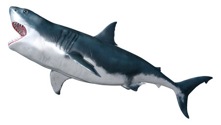 3D rendering of a great white shark isolated on white backgroundの写真素材