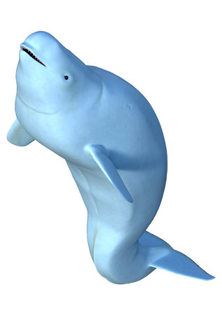 3D rendering of a female beluga white whale isolated on white backgroundの写真素材