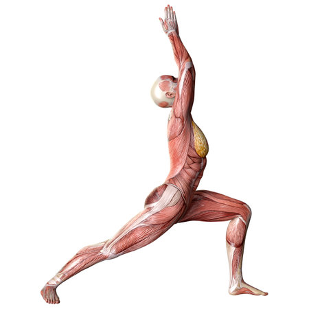 3D rendering of a female figure with muscle maps isolated on white backgroundの写真素材