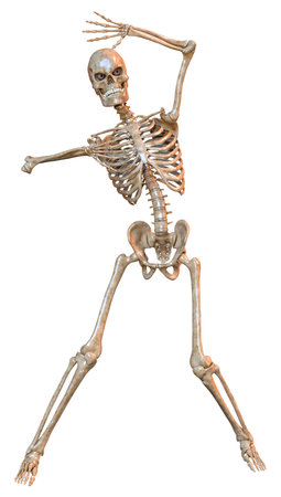 3D rendering of a human skeleton isolated on white background