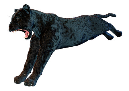 3D rendering of a big cat black panther isolated on white backgroundの写真素材