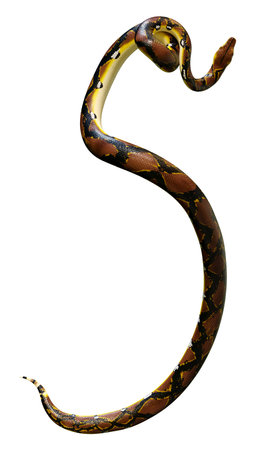 3D rendering of a Reticulated python or Python reticulatus, a species of python found in Southeast...