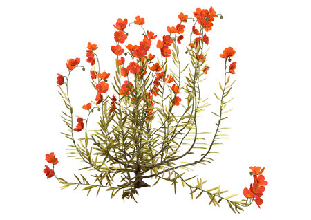 3D rendering of a blooming rockrose or cistus plant isolated on white backgroundの写真素材