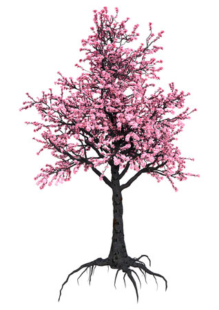 3D rendering of a pink blooming sakura tree isolated on white backgroundの写真素材