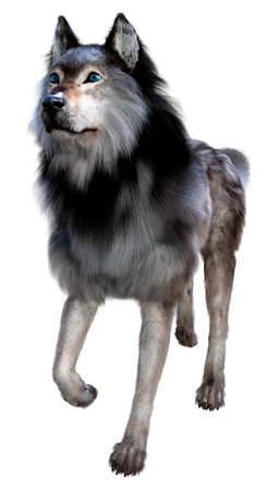 3D rendering of a big gray wolf isolated on white background