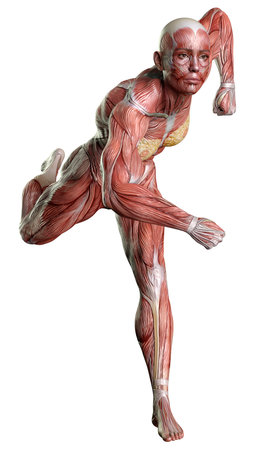 3D rendering of a female figure with muscle maps isolated on white backgroundの写真素材