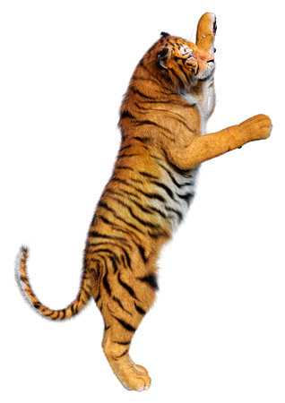 3D rendering of a big cat tiger isolated on white backgroundの写真素材