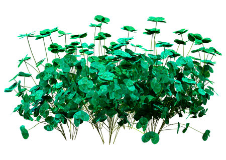 3D rendering of green clover plants isolated on white background