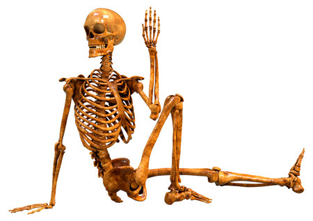 3D rendering of a human skeleton isolated on white backgroundの写真素材