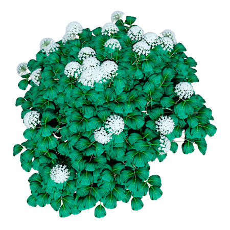 3D rendering of a blooming hydrangea bush isolated on white background