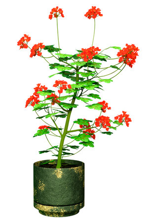 3D rendering of a blooming pelargonium plant isolated on white background