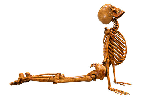 3D rendering of a human skeleton isolated on white backgroundの写真素材