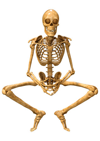 3D rendering of a human skeleton isolated on white backgroundの写真素材