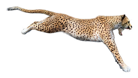 3D rendering of a big cat cheetah isolated on white backgroundの写真素材