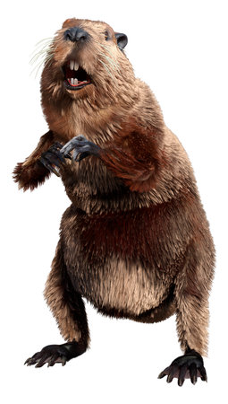 3D rendering of a cartoon beaver isolated on white backgroundの写真素材