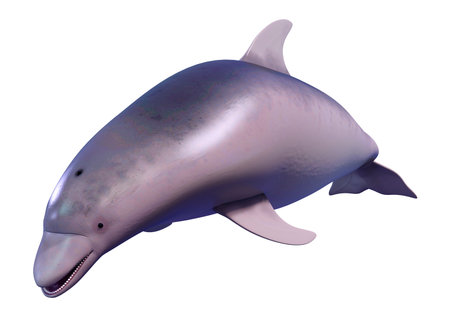 3D rendering of a dolphin isolated on white backgroundの写真素材