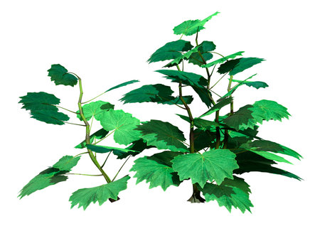 3D rendering of green roldana plants isolated on white backgroundの写真素材