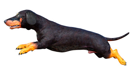 3D rendering of a dachshund or badger dog or sausage dog isolated on white backgroundの写真素材