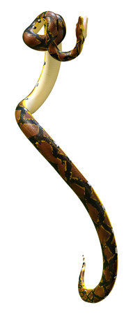 3D rendering of a Reticulated python or Python reticulatus, a species of python found in Southeast...