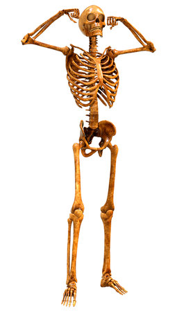 3D rendering of a human skeleton isolated on white background